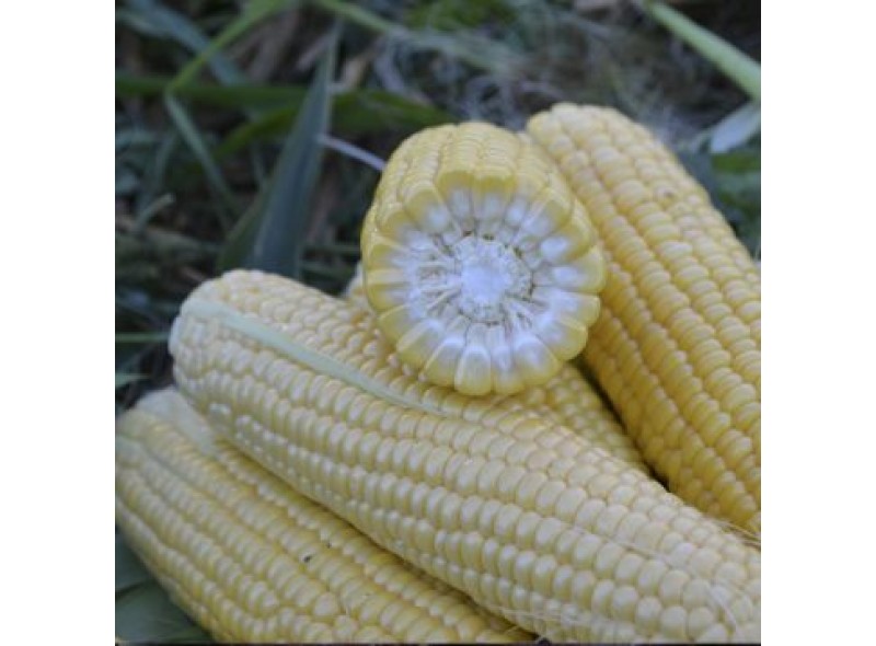 Семена кукурузы сахарной Форвард (1709 F1) (65 дней), кочан 24 см (2500 сем.) Lark Seeds Семена кукурузы сахарной Форвард (1709 F1) (65 дней), кочан 24 см (2500 сем.) Lark Seeds